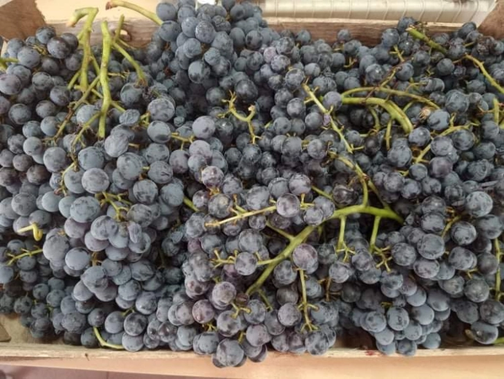 Трипуновски: Откупот на винското грозје ќе заврши во најдобар ред, откупната цена зголемена за 25 отсто 