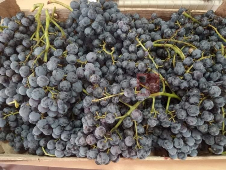 Tripunovski: Blerja e rrushit të verës do të përfundojë në mënyrën  më të mirë, çmimi i shitjes është rritur për 25 për qind