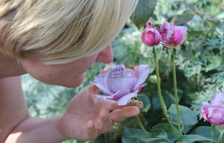 Истражување: Мирисот од роза го зајакнува мозокот и меморијата