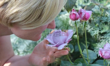 Истражување: Мирисот од роза го зајакнува мозокот и меморијата