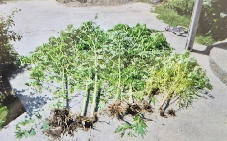 Кривична пријава против двајца скопјани, одгледувале канабис во нивните дворови