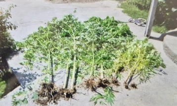 Кривична пријава против двајца скопјани, одгледувале канабис во нивните дворови