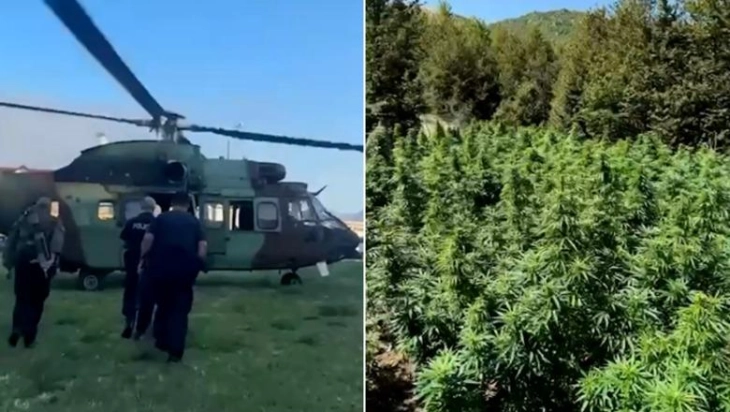 Албанската полиција кај Скадар откри и уништи над девет илјади стебла марихуана