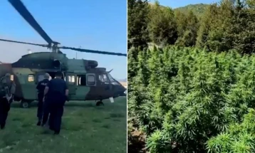 Албанската полиција кај Скадар откри и уништи над девет илјади стебла марихуана