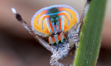 ДНК на паун-пајакот нуди изненадувачки нови научни сознанија