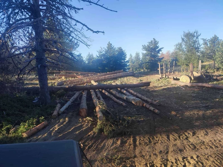 15 detained, including officials from Interior Ministry, National Forests, Agriculture Ministry, causing €100 million in forest damage