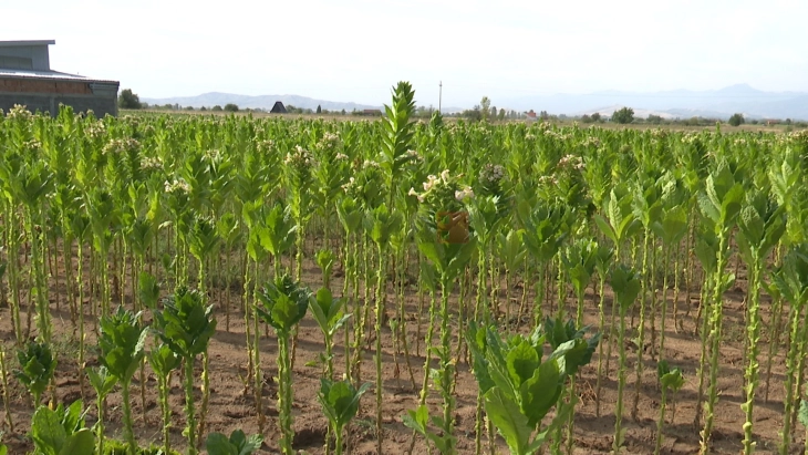 Дождот малку помогна за реколтата тутун, уште се бере, а квалитетот е висок