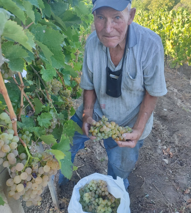 Трајко на 95 години бере грозје, порачува - никој да не се плаши од работа, работата го одржува човекот