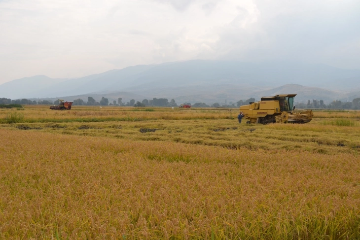 Денови на оризот - Објавен огласот за најуспешен оризопроизводител на Кочани