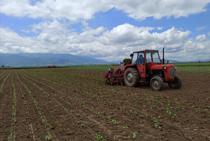 Reshjet e reja të mirëseardhura për bujqësinë, prodhuesit të vazhdojnë të kujdesen për vjeljet
