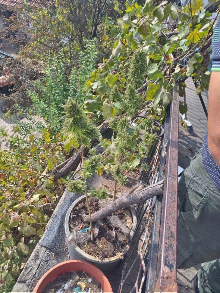 Предложен притвор за осомничен за производство на марихуана во Страчинци