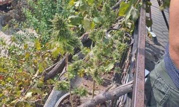 Предложен притвор за осомничен за производство на марихуана во Страчинци