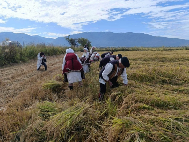 „Денови на кочанскиот ориз“ со симболично издание, Ленче Стојанова прогласена за најуспешен оризопроизводител