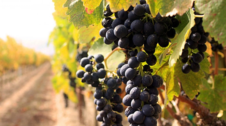 Неколку кражби на грозје, лук и праски од земјоделски имоти годинава во Тиквешкиот регион