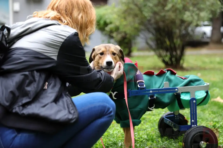 ЈП „Лајка“: Вдомувањето бездомно куче не е само хуман гест, туку и суштинско за решавање на проблемот со бездомните кучиња