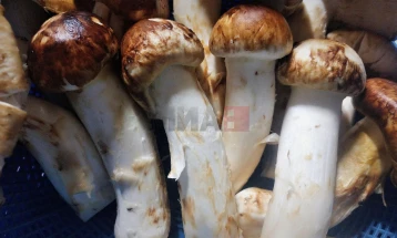 Јапонија: Осум мацутаке печурки продадени за 5.000 евра