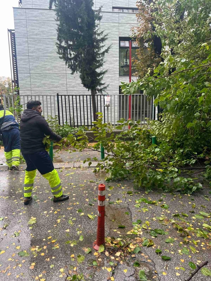 Општина Центар: ПОЦ и „Паркови и зеленило“ ги отстрануваат двете паднати дрвја во близина на училиштето Киро Глигоров