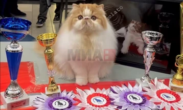 Српски персиски мачор - „најдобар“ според Светската федерација за мачки