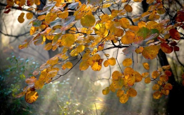 Преку ден облачно со сонце, од вечер повторно дожд