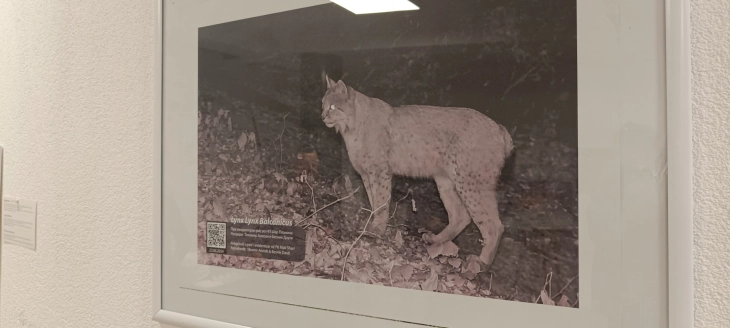 Изложба за балканскиот рис од 6 до 21 ноември во Тетово