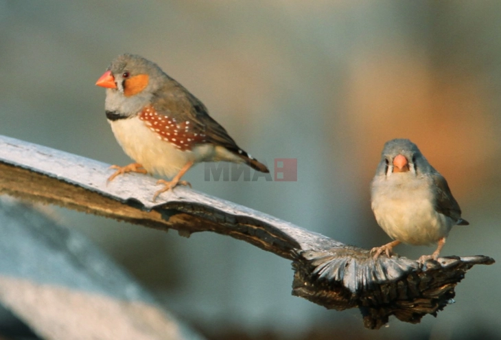 Зошто птиците пејат наутро?