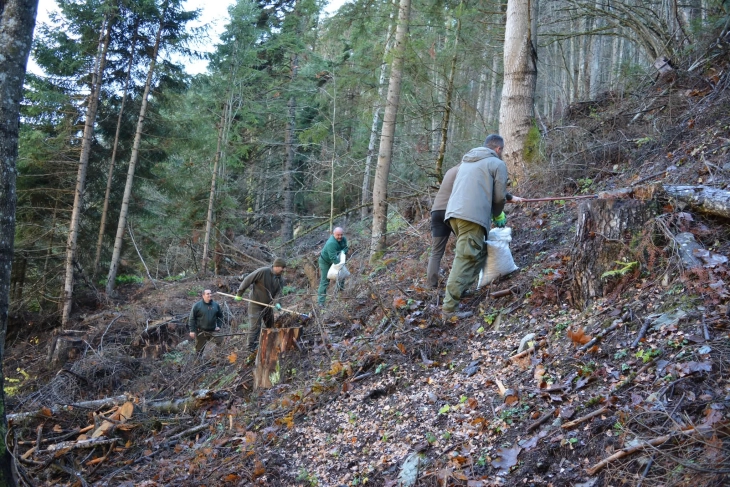 Извршено пошумување со потсејување на локалитетот „Брана“ во Национален Парк „Маврово