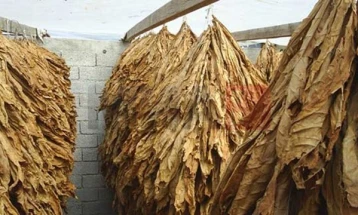 Kombinati i duhanit në Prilep fillon me blerjen e duhanit në 34 pika