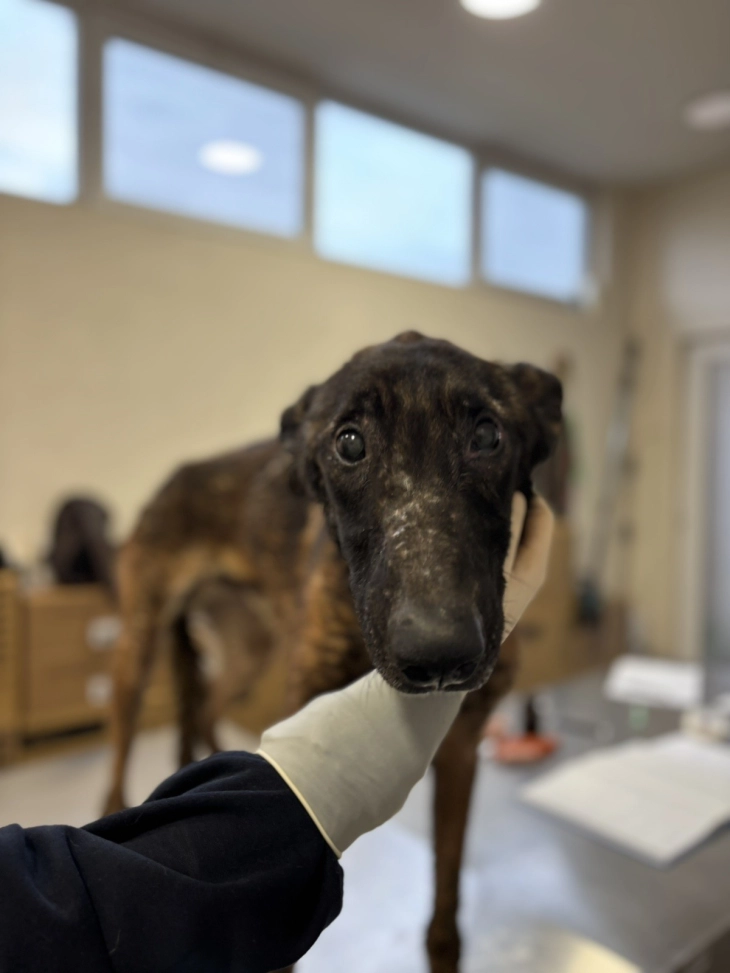 Инспекцијата одзеде куче држано во крајно нехумани и незаконски услови, предадено под надзор на ЈП „Лајка“