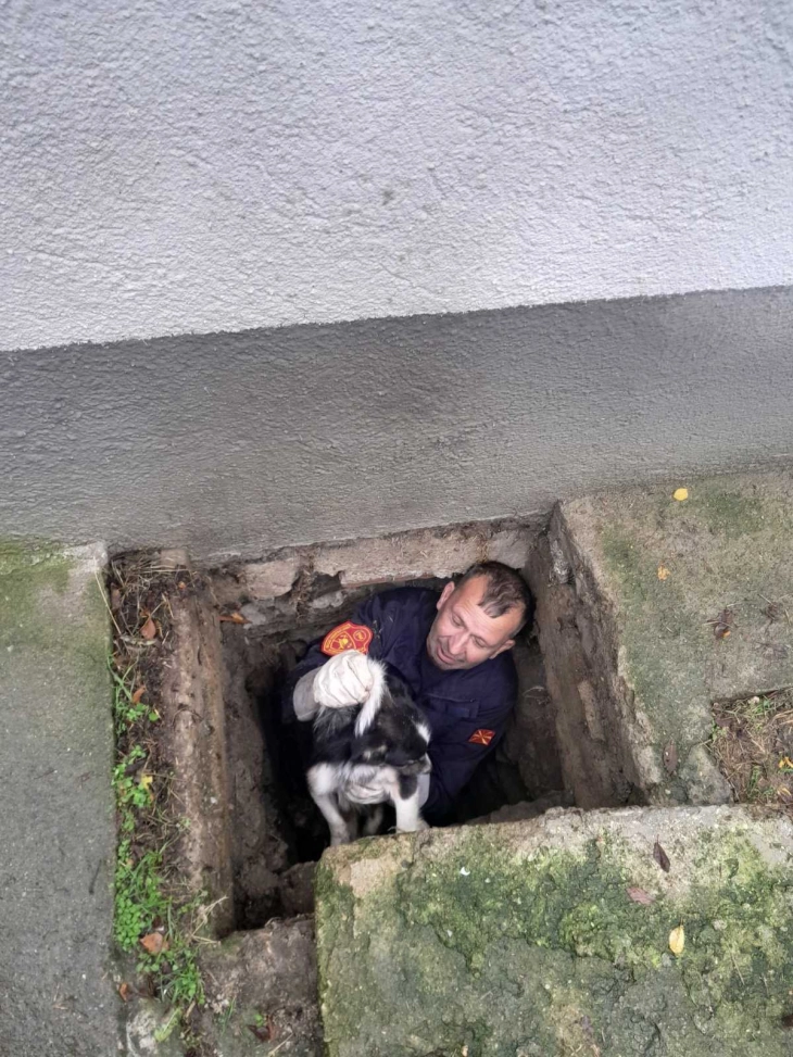 Пожарникарите од Старо Нагоричане спасија куче паднато во шахта