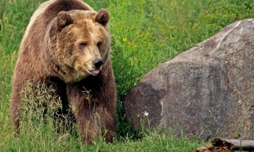 Канада: Неколкумина повредени откако гризли мечка нападна деца од основно училиште