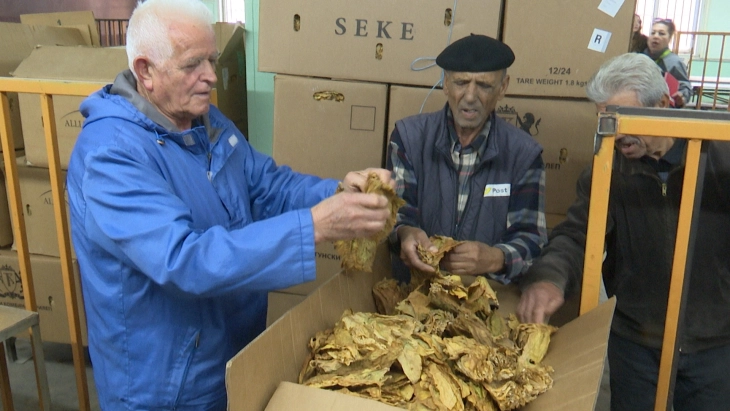 Откупот на тутунот не е интензивиран, компаниите тактизираат