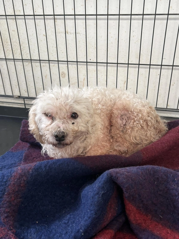 ЈП „Лајка“: Кучиња со микрочип кои се оставени да талкаат завршуваат кај нас, тоа е системски проблем што мора да се решава