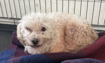 ЈП „Лајка“: Кучиња со микрочип кои се оставени да талкаат завршуваат кај нас, тоа е системски проблем што мора да се решава