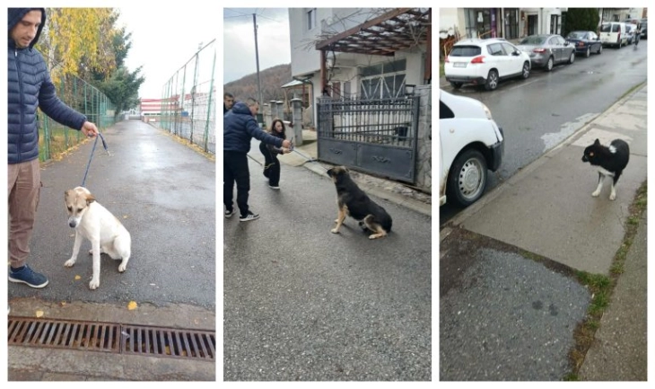 Се заловуваа кучиња скитници во Делчево