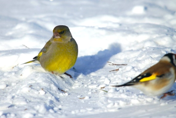 УХМР: Зимата 2025/2026 ќе биде малку потопла од просекот, со просечни врнежи и изразени месечни осцилации