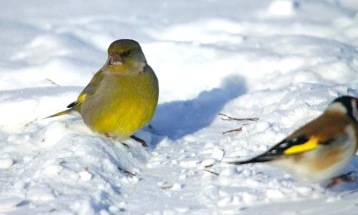 УХМР: Зимата 2025/2026 ќе биде малку потопла од просекот, со просечни врнежи и изразени месечни осцилации