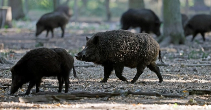 Прв случај на африканска свинска треска во Шпанија од 1994 година