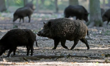 Прв случај на африканска свинска треска во Шпанија од 1994 година