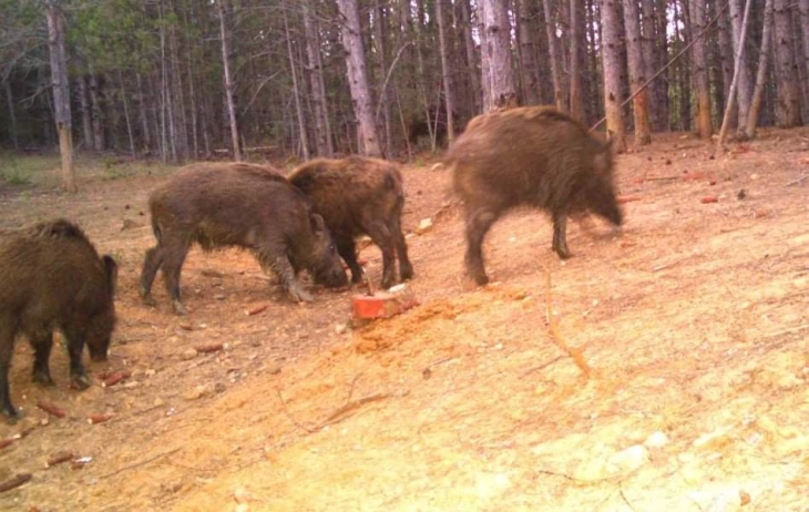 Шпанија соопшти за први случаи на африканска чума кај свињи од 1994 година