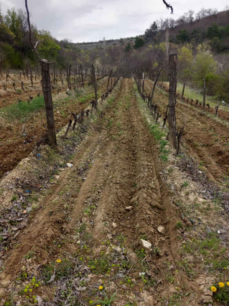 Во Кавадарци препораки за лозарите да ги заштитат лозите од пролетни мразеви 