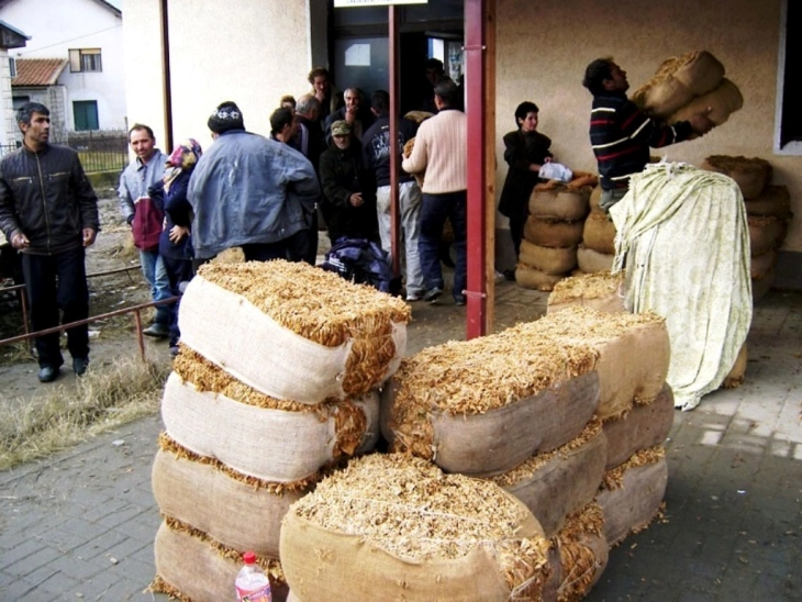 Се интензивира откупот на тутунот