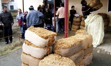 Се интензивира откупот на тутунот