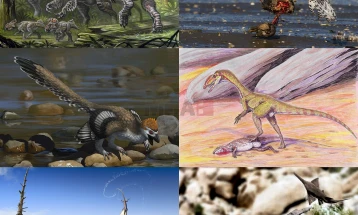 Откриено најголемото наоѓалиште на диносауруси во светот