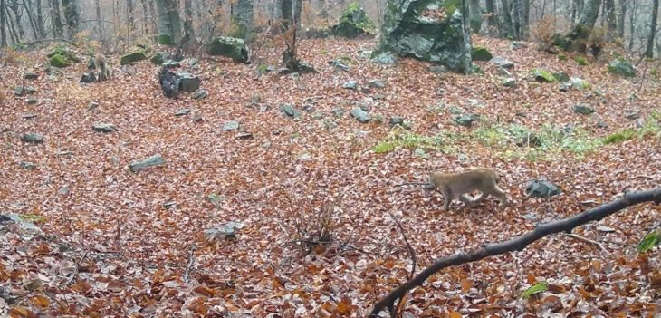 Во националниот парк Шар Планина со камери мајка рис со младенче