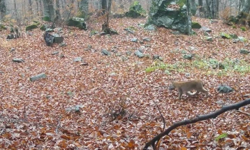 Во националниот парк Шар Планина со камери мајка рис со младенче