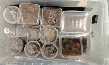 Во куќа крај белгискиот град Шарлероа пронајдени околу 150 тарантули