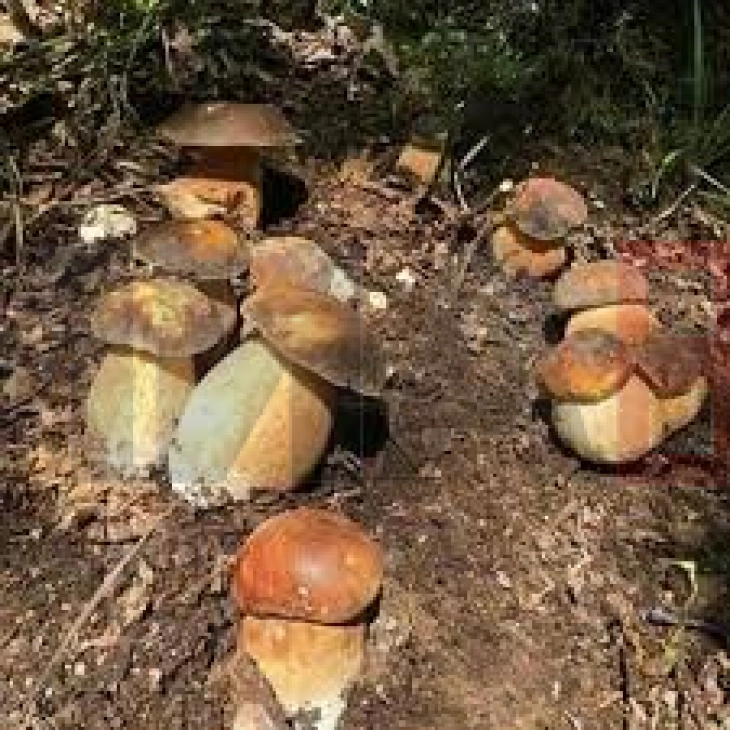 Чешка ќе дозволи лекарите да препишуваат лековити „магични печурки“ од следнава година