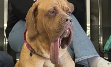 Кучето Ози – новиот светски рекордер со најдолг јазик