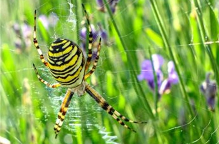 Рекордни количини на диви животни, растенија и дрвjа запленети во глобална операција на Интерпол