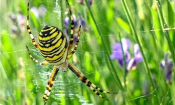 Рекордни количини на диви животни, растенија и дрвjа запленети во глобална операција на Интерпол